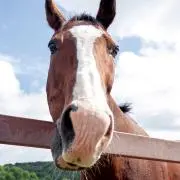 馬の画像