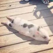 Y（ただいま取引できません）の画像