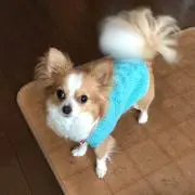 きよの☆.。.:*☆ プロフ必読お願い…の画像
