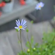野の花