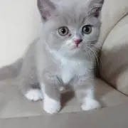 ホーリーの画像