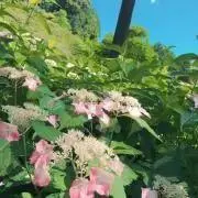 Tetucoの画像