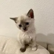 掘り出し物屋さんの画像