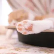 beaverの画像