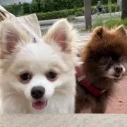 vinoの画像