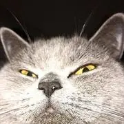 よかじー