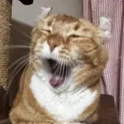 Image of れおねこまる★