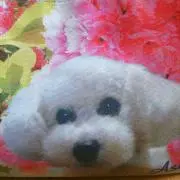 アシュシュの画像