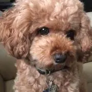 ノア