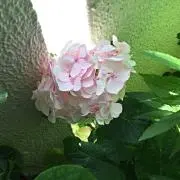 るんた