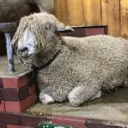 ぐっち