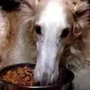 ぶーまま