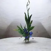 タオンガの画像