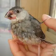 よっち