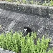 なんこつの画像