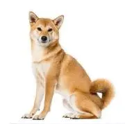 さとうの画像