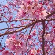 cotela30の画像