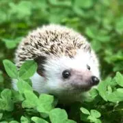 はりねずみの画像