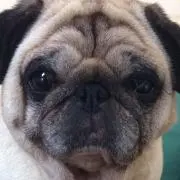 くま