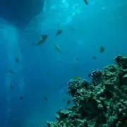 まさき