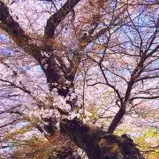 たか菜