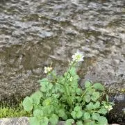 cmの画像