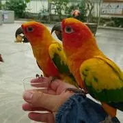カバネリ