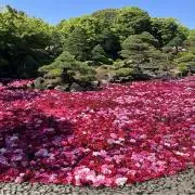 チェリーの画像
