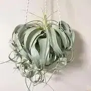 速達❣️】カリマンタン産 ベゴニアsp テムユク - メルカリ