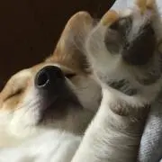 はる