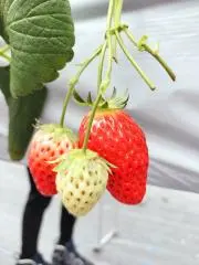 ★パワフルマミー★の画像