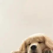 はなの画像