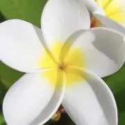 プルメリアの画像
