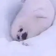 ポチの画像