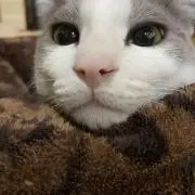 じりじりの画像