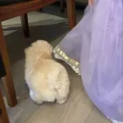 らんの画像