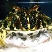 みどりの画像