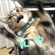 にゃるかりの画像