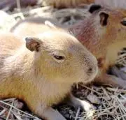 カピバラの画像