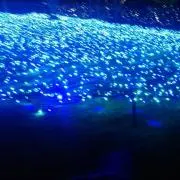 あやのんの画像