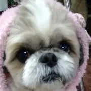 ココア