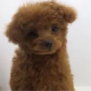 ぴーの画像