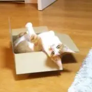 Loco