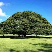 まるこの画像