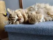 ぎゃんぽこの画像