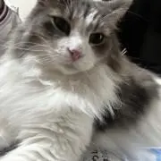 ya