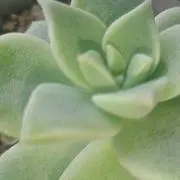 ちょこぱ