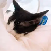 まちゃぽ