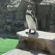 け