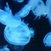 チョビ